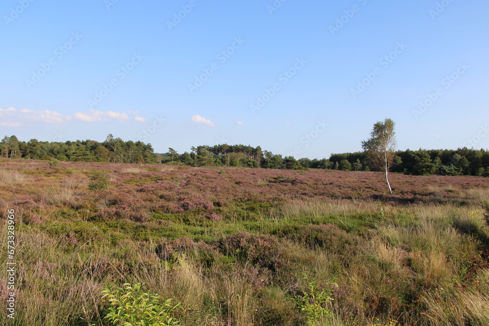 Heath landscape | Nature reserve, close to the city of Cuxhaven