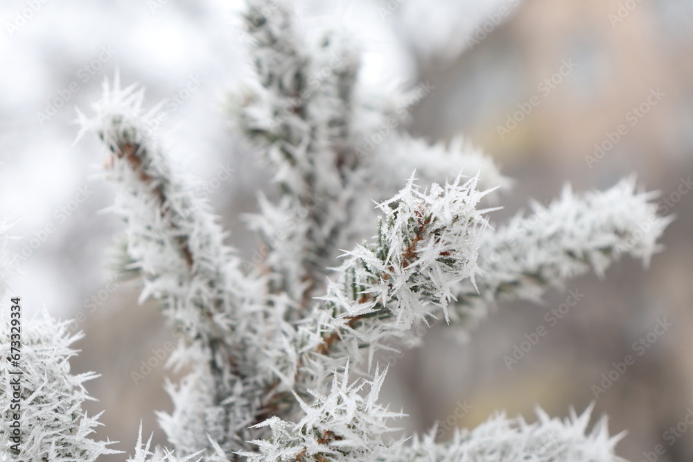 snow covered branches