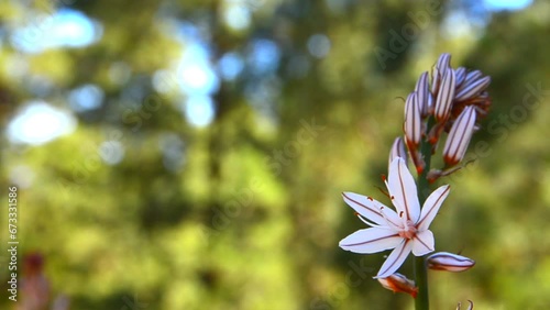 Asphodelus cerasiferus or Branched asphodel is a perennial herb in the Asparagales order in bloom in the forest of Tenerife,Canary Islands,Spain.Selective focus. photo