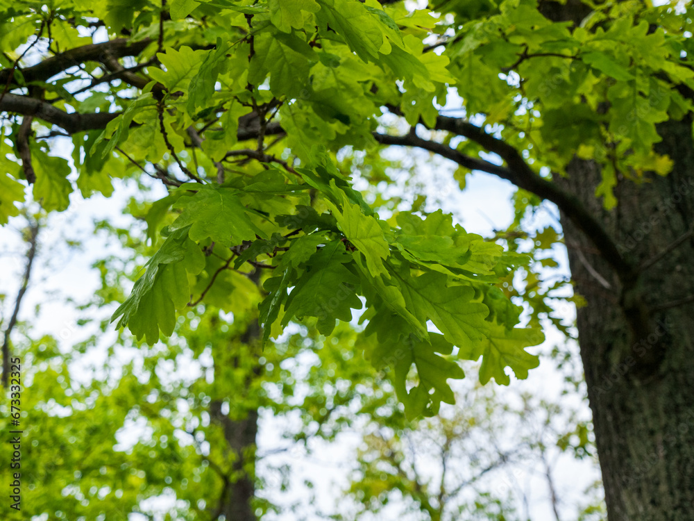 Green leaves of an oak tree plant on a summer day against the background of a park or forest Green leaves of an oak tree plant on a summer day against the background of a park or forest