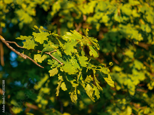 Green leaves of an oak tree plant on a summer day against the background of a park or forest