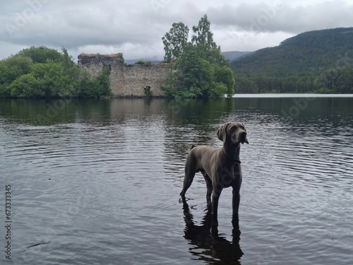 Weimaraner dog and hikers in the forests and mountains and lakes around Glenmore in the Cairngorm National Park in the highlands of Scotland