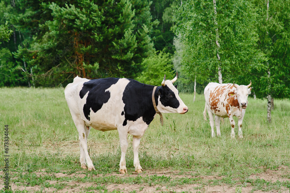 The dairy cows, an essential farm animal, roam the pasture, eating grass to produce nutritious milk. The dairy cows, an essential farm animal, roam the pasture, eating grass to produce nutritious milk.