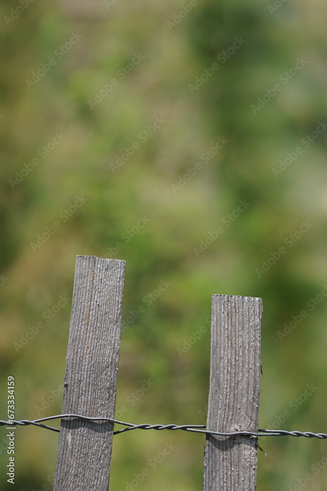 Fototapeta premium Another Grassy Field