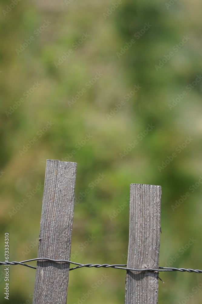 Fototapeta premium Grassy Field