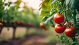 Growing fresh tomatoes: Capturing the journey from bush to table