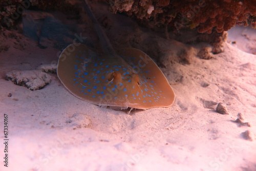 Red Sea - Marsa Alam - dream lagoon