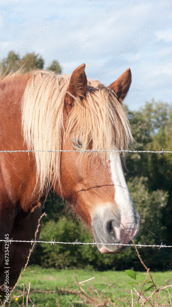 Obraz premium Cabeza de caballo marrón con pelo blanco