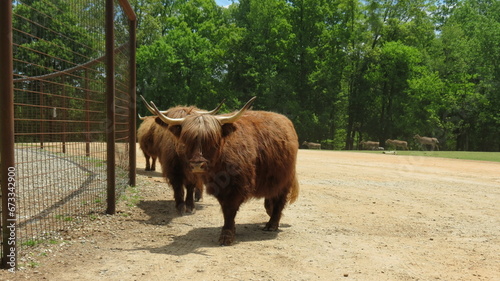 Photography Wildlife Zoo Safari wild animals