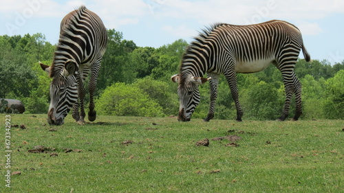 Canvas Print Wildlife Zoo Safari wild animals