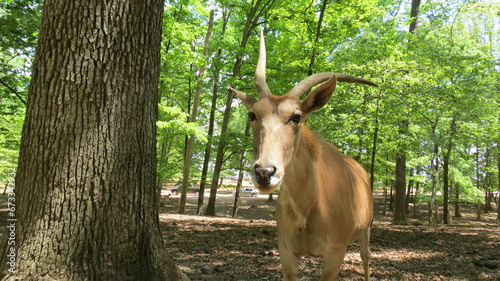Photography Wildlife Zoo Safari wild animals
