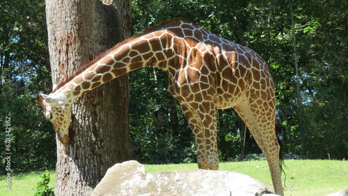 Canvas Print Wildlife Zoo Safari wild animals