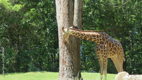 Photography Wildlife Zoo Safari wild animals