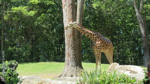 Canvas Print Wildlife Zoo Safari wild animals