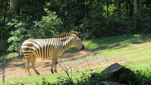 Wildlife Zoo Safari wild animals