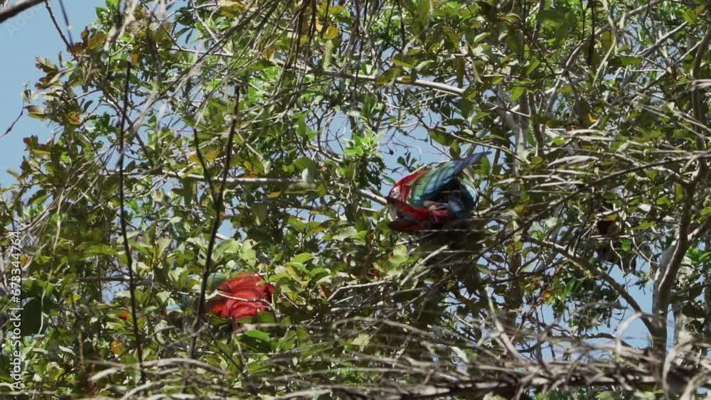 red and green macaw, Ara chloropterus, also green winged macaw, sitting in a tropical tree in the Buraco das Araras in Brazil. red and green macaw, Ara chloropterus, also green winged macaw, sitting in a tropical tree in the Buraco das Araras in Brazil.