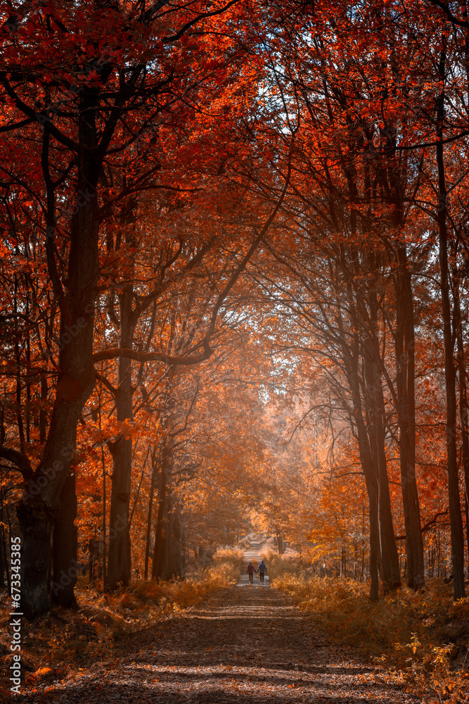 Fototapeta premium Jesienny pejzaż. Kolorowe jesienne liście na drzewach