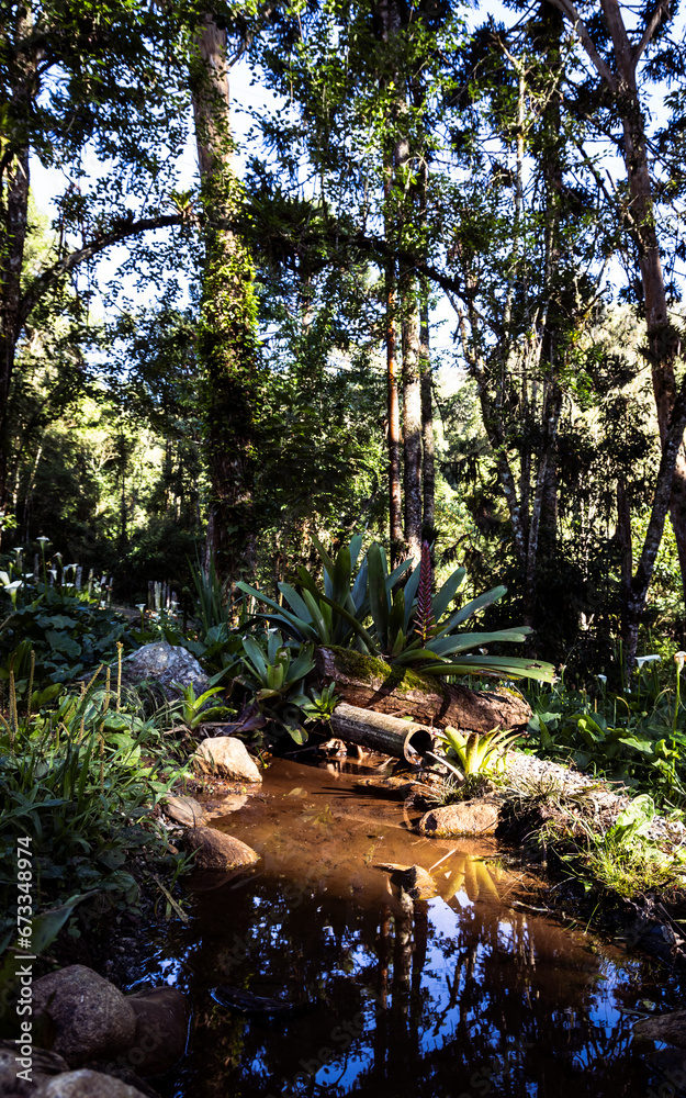 Obraz premium autumn in the forest