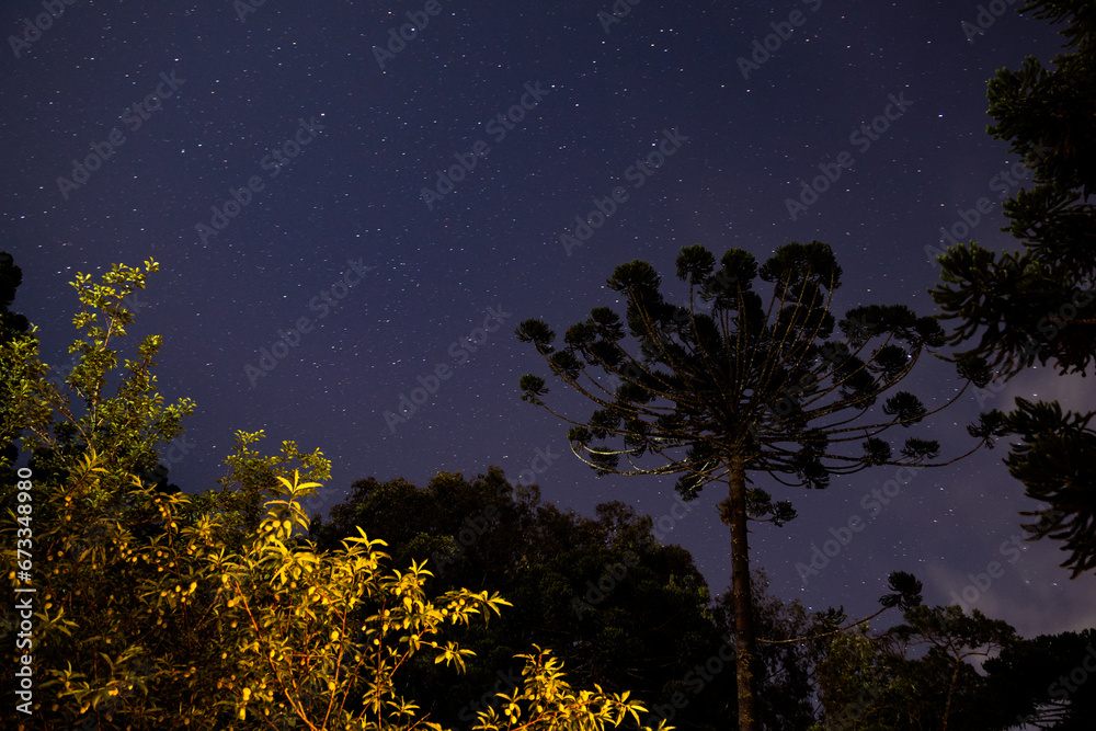 Fototapeta premium night sky with stars and trees on background