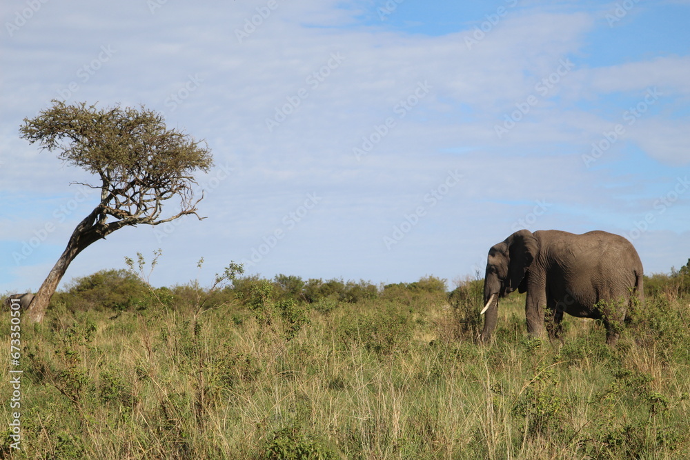 Fototapeta premium Elephant in Masai Mara, Kenya 