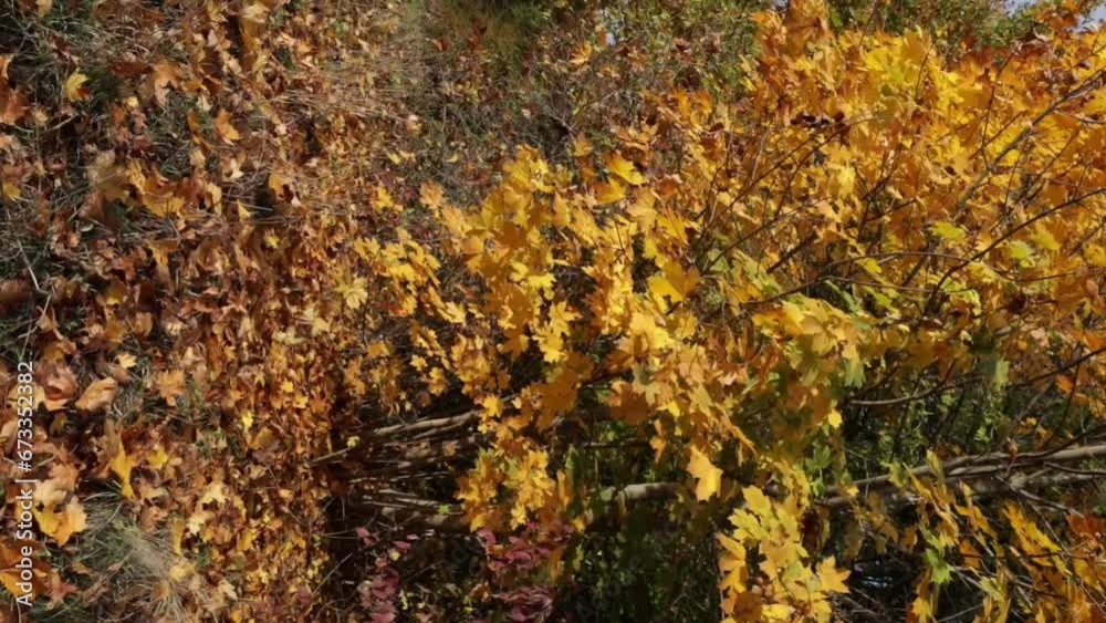 close up of tree with yellow leaves nature park