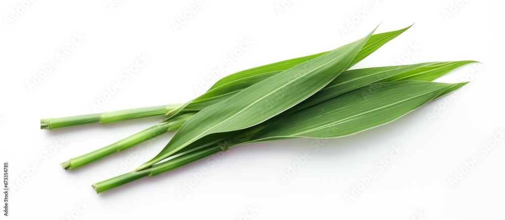 White background with sugar cane leaves White background with sugar cane leaves