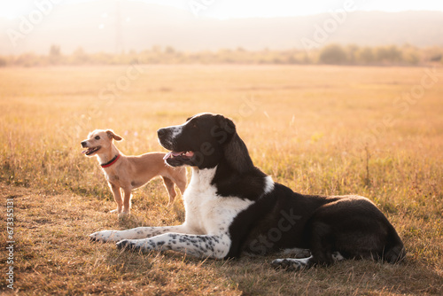two dogs, a tiny terrier and a central asian shepherd dog portrait standing lying together on a golden field at sunset