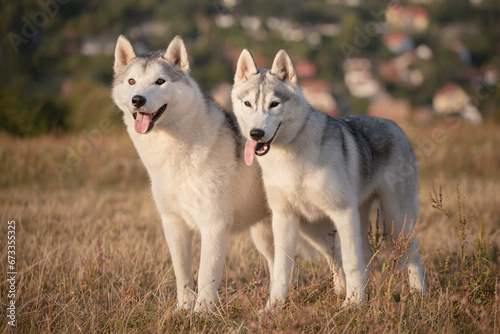 two siberian husky dogs standing right next to each other on a field against a blurry background at sunset looking happy