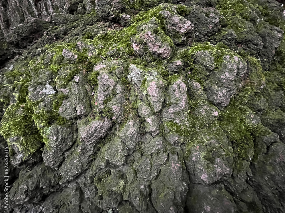moss on tree bark, close-up