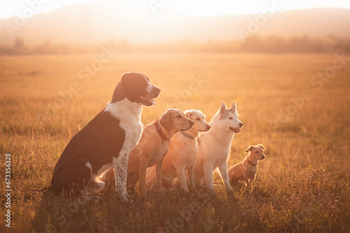 a group of five dogs sitting next to each other on a field against a mountainy background at sunset photo