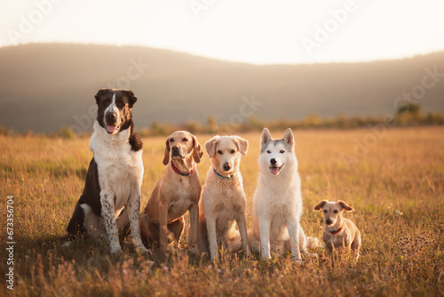a group of five dogs sitting next to each other on a field against a mountainy background at sunset photo