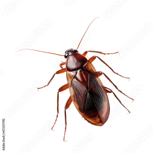Cockroach insect on transparent background