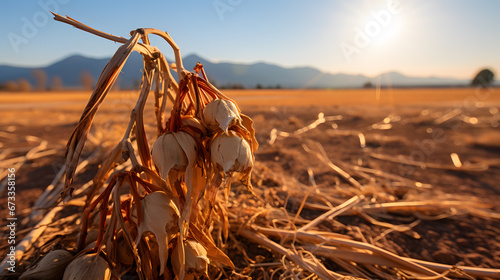 A close-up of a withered crop under a merciless sun, illustrating the vulnerability of agriculture to extreme weather patterns caused by climate change. photo