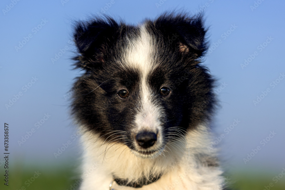 Fototapeta premium Stunning nice fluffy black white shetland sheepdog puppy, sheltie sitting outside on a sunny summer day. Small, little cute collie dog, lassie portrait in spring time with green grass and blue sky