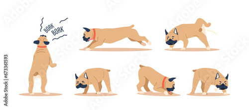 Set of French Bulldogs, Are Known For Their Affectionate And Playful Behavior. Friendly, Easygoing Companions