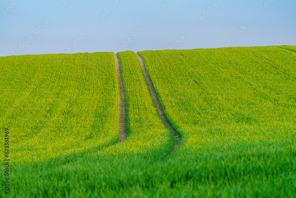 picturesque rolling like a wave hills of green wheat fields of wheat picturesque rolling like a wave hills of green wheat fields of wheat