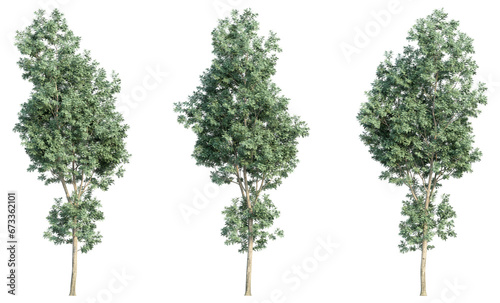 set of trees  3D rendering  isolated on a transparent background. Perfect for illustration  digital composition  and architecture visualization