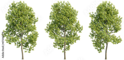 set of trees  3D rendering  isolated on a transparent background. Perfect for illustration  digital composition  and architecture visualization