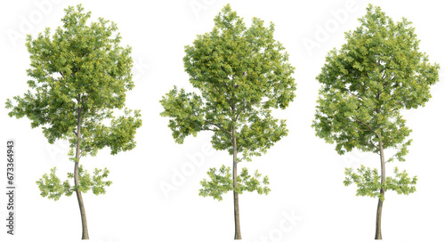 set of trees  3D rendering  isolated on a transparent background. Perfect for illustration  digital composition  and architecture visualization