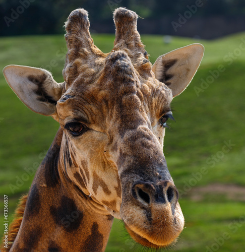 Giraffe (Giraffa camelopardalis, family: Giraffidae).