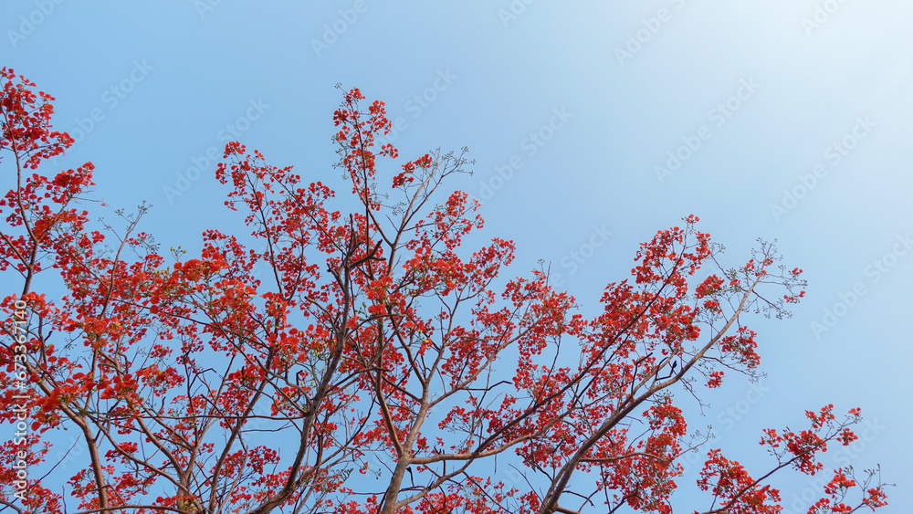 Flamboyant flowers bloom on a whole tree. Royal Poinciana, delonix regia flower, Flame Tree, Peacock Flower, Gulmohar tree Flamboyant flowers bloom on a whole tree. Royal Poinciana, delonix regia flower, Flame Tree, Peacock Flower, Gulmohar tree