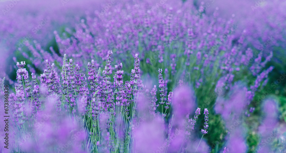 Lavender bushes on the field Lavender bushes on the field