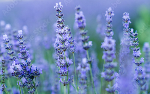 Lavender flower background with beautiful purple colors and bokeh lights. 