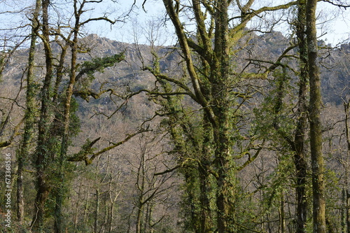 Forêt du nord du Portugal