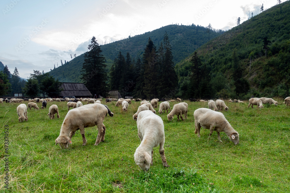 sheep grazing in a mountain glade. Mountain landscape in the Tatras on a sunny day