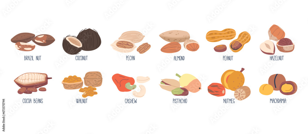 Nuts Collection, Almond, Walnut, Brazil and Peanut with Nutmeg. Pecan, Cashew, Pistachio and Cocoa Beans. Coconut