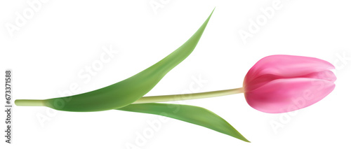 Realistic flower. pink tulip with green stem and leaves. Beautiful blossom for invitation and greeting card. Spring and summer design poster and banner. Botanical decorative isolated vector element