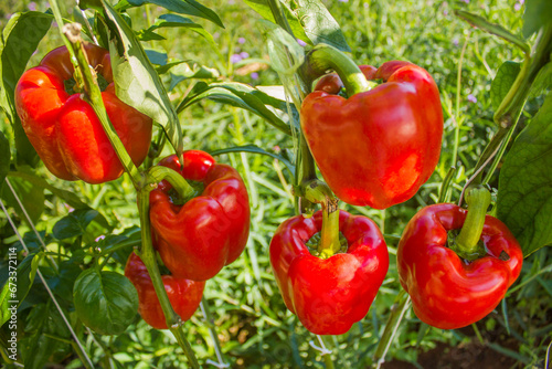 Fresh red and green bell peppers on plants in an organic garden, highlighting natural farming and the vibrant colors of fresh produce for culinary and health purposes