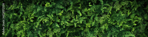 Dense green forest top-view
