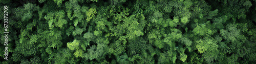 Dense green forest top view